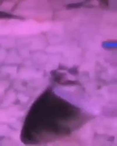 Olha um pei