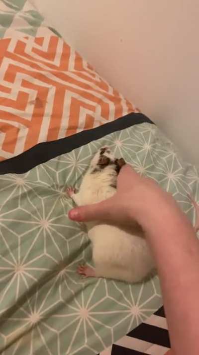 Dabby&rsquo;s squeaks whenever she thinks she&rsquo;s about to get picked up. (I&rsquo;m being gentle)