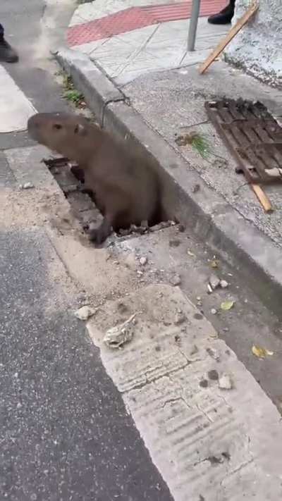 losercity rescue