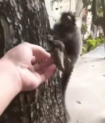 Homem resgata filhote de sagui e o devolve para a mãe