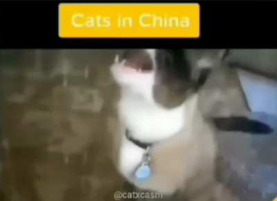 biased cats