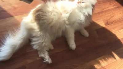 Opal&rsquo;s morning routine