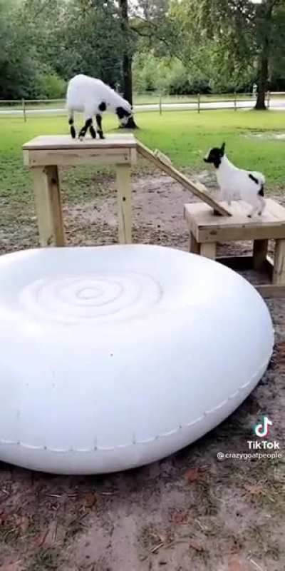 Goats' new toy