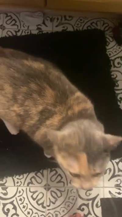 Moji wants pets.