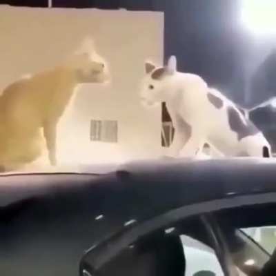 Cats