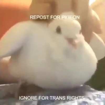 Repost!