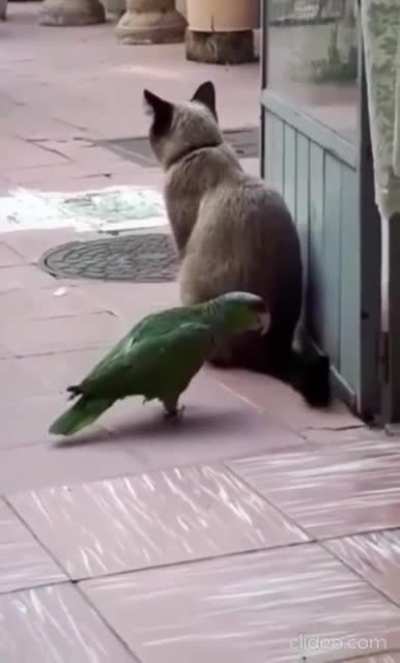 Все любят...