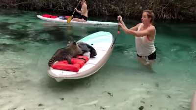 Raccoon tries to steal her backpack