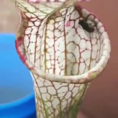 A pitcher plant
