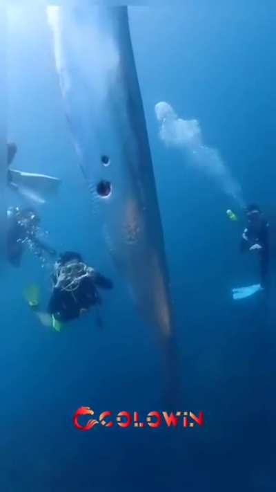 🔥 Oarfish, the mirror of the sea.