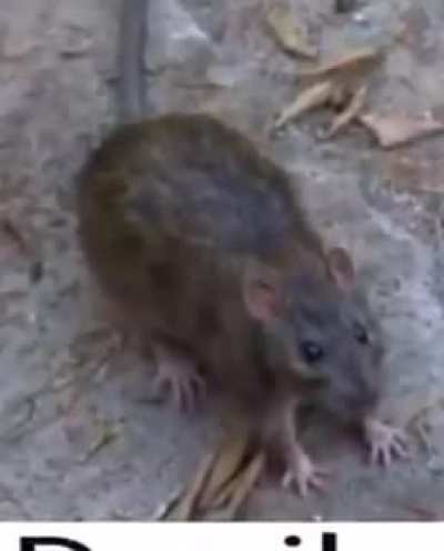 Danilo