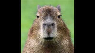 Capybara gangnam balls