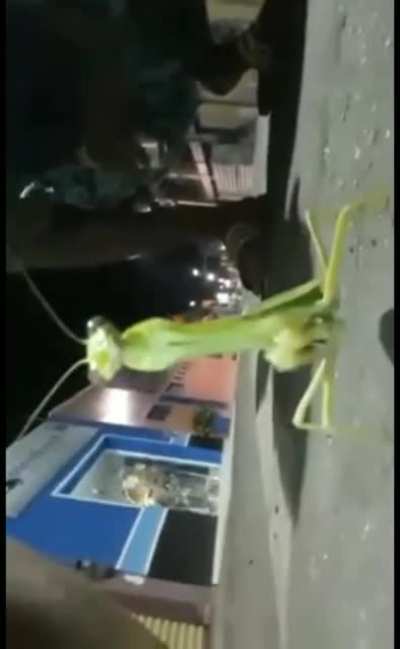Kakkk