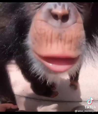 Monke forever