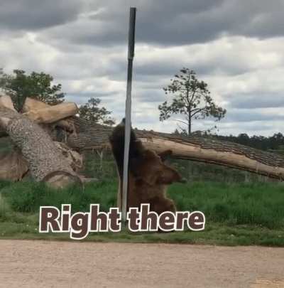 Bear Scratcher