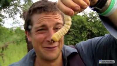 Bear Grylls is having a little snack