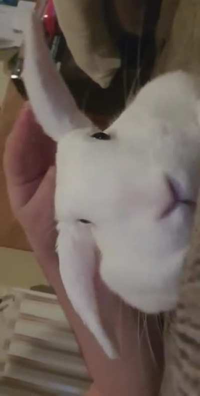 Bunny see-saw