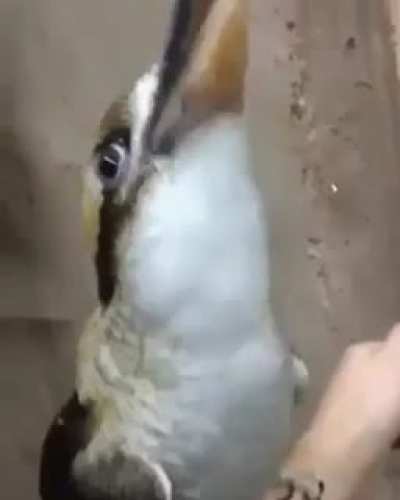 What a strange bird sound.
