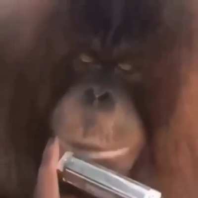 monke