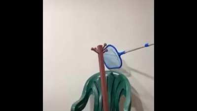 la rana suicida