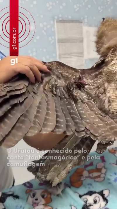 A rare Urutau Gigante (Great Potoo) rescued by firefighters in Rond&ocirc;nia, Brazil. This bird has nocturnal habits and is also known as &ldquo;the ghost bird&rdquo; due to its ability to remain motionless for several hours, mimicking a dead branch