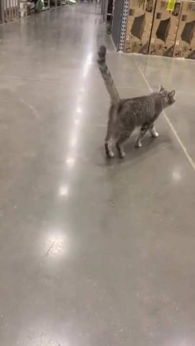 I work overnights at a hardware store and this little stray is always coming around making noises. (I opened the door to let him out and that&rsquo;s when he started yelling lol)