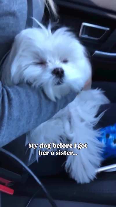 &ldquo;MY DOG BEFORE I GOT HER A SISTER&rdquo;