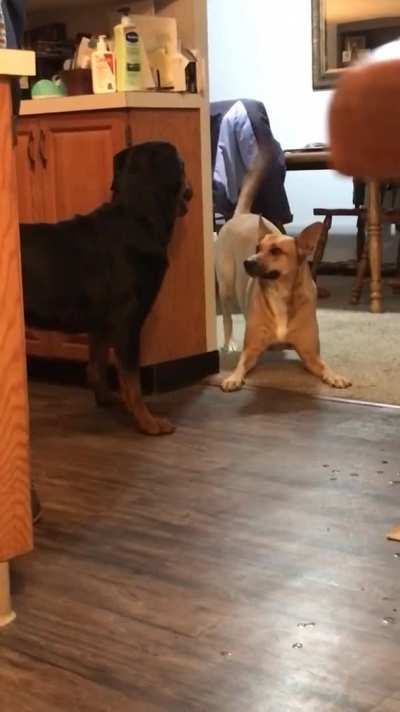 &ldquo;Our dog is trying very hard to get our newly adopted Rottweiler to play.&rdquo;