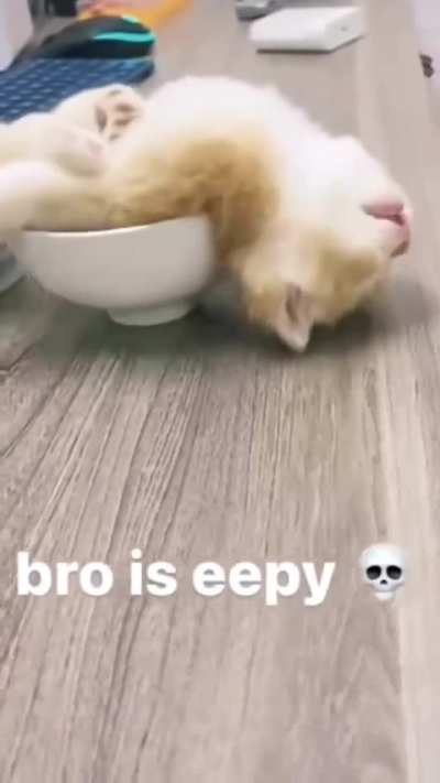 Why they so eepy 💤🐈