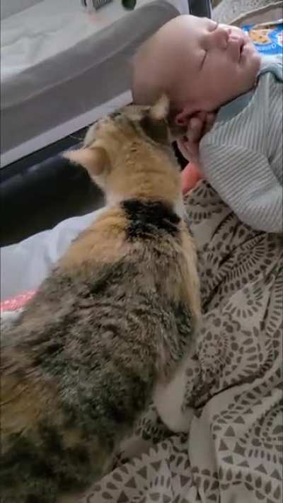 My cat trying to figure out how to love on my newborn