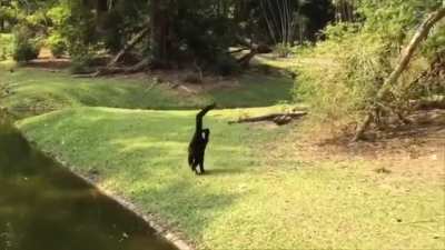 monke skip