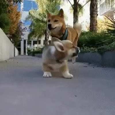 Pupper&rsquo;s life flashed before their eyes for a moment