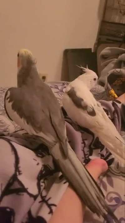 Chocobo Serenade.