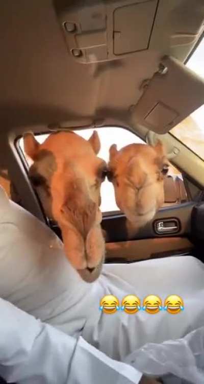 Feeding the camels
