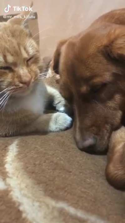 How cute is that?