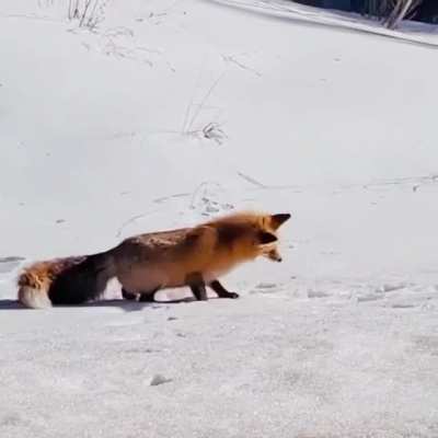 Fox hunting