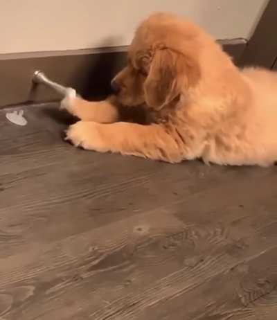 I Choose This Dog..