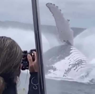 Massive humpback whale
