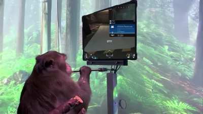 MonkEX