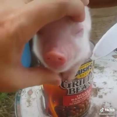 Just say no to the pork in the beans