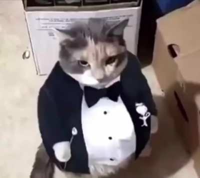 Gato facha