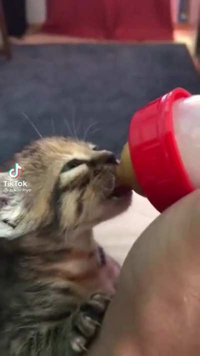 miau