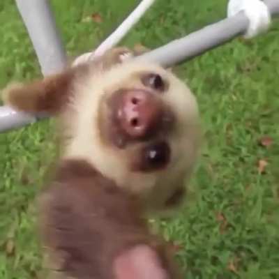 Sloth falls over