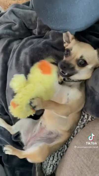 Owning dogs