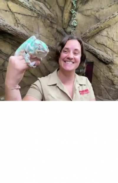 Chameleon Tongue