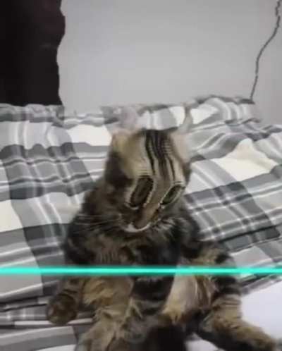 🐱😂