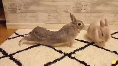Bunny kisses!!!!