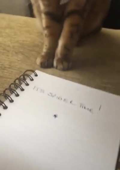 to catch a spider