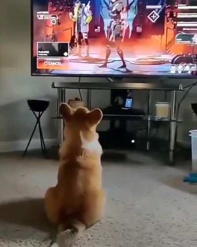 Xd