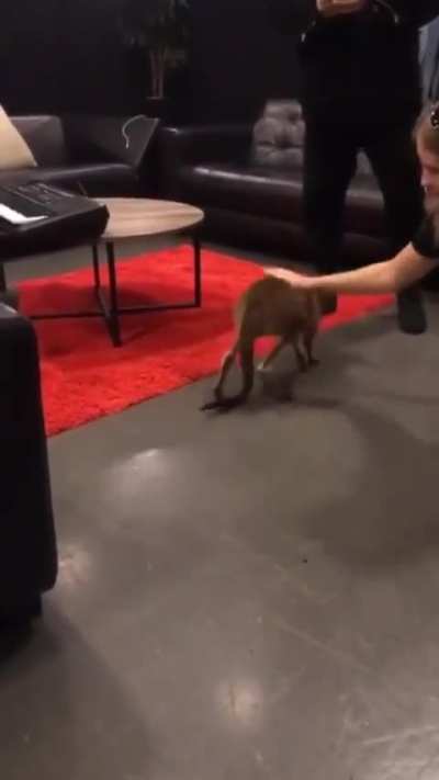Why does The Weeknd have a kangaroo😭😭